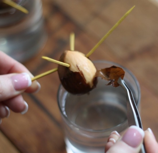 Avokádó termesztése Avokádó fa ültetése