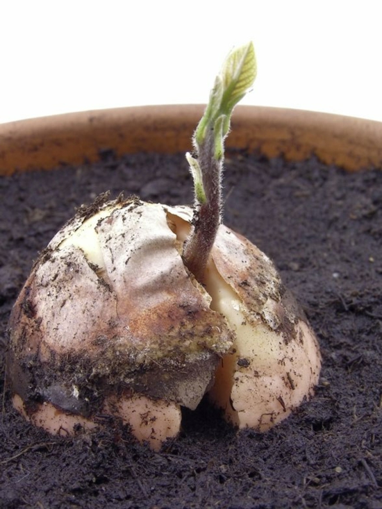 növényápolás avokádó nő avokádó fa