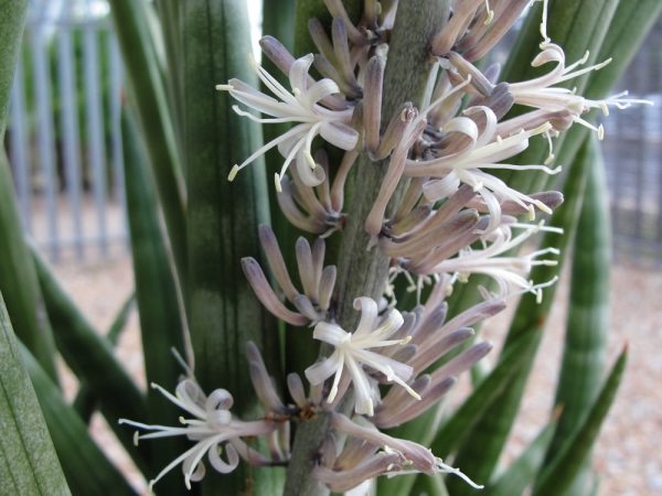 Avec un soin de chanvre idéal pour les fleurs Bow chanvre Soins et faits intéressants sur la plante d'intérieur tendance fleurs de sensevieria plante de serpent