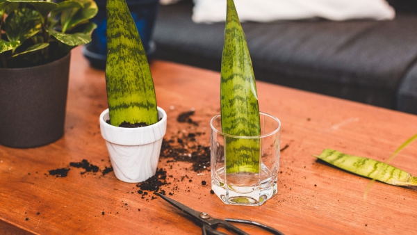 Conseils d'entretien du chanvre pour la propagation Les soins du chanvre et les faits sur la plante d'intérieur à la mode sensevieria se multiplient correctement