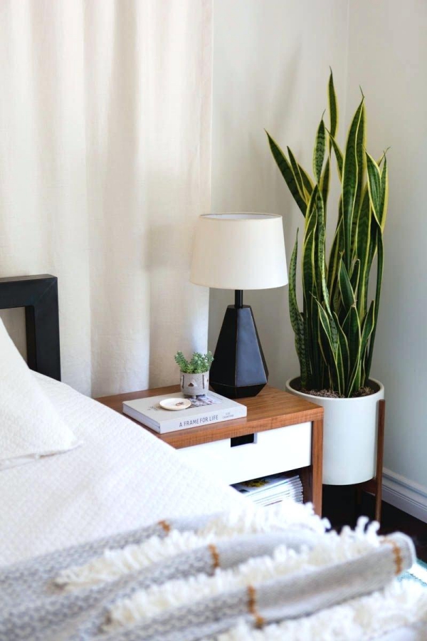 Conseils d'entretien du chanvre pour la chambre à coucher afin de réduire les allergies Bow chanvre Soins et faits intéressants sur la plante d'intérieur à la mode, la plante serpent sensevieria dans la chambre