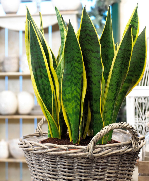 Idées simples et chics d'entretien et de décoration en chanvre Entretien du chanvre et faits intéressants sur la plante d'intérieur tendance sensevieria schwerter Blätter