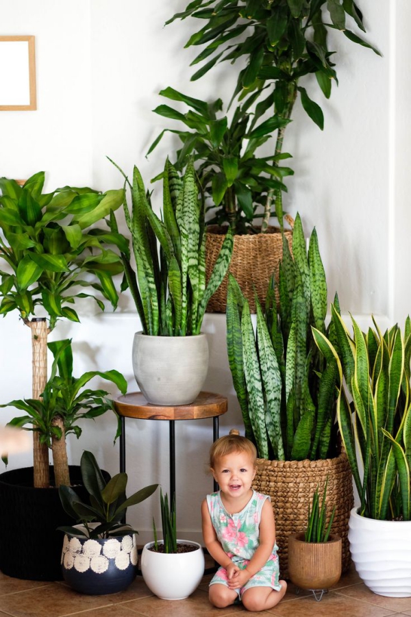 Entretien du chanvre et faits intéressants sur la plante d'intérieur tendance sensevieria purificateur d'air toute quantité