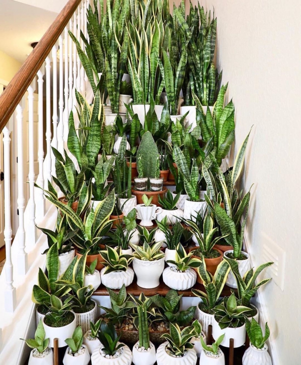 Soin purificateur d'air au chanvre arc dans le salon Entretien du chanvre et faits intéressants sur la plante d'intérieur à la mode sensevieria de vastes quantités d'escaliers