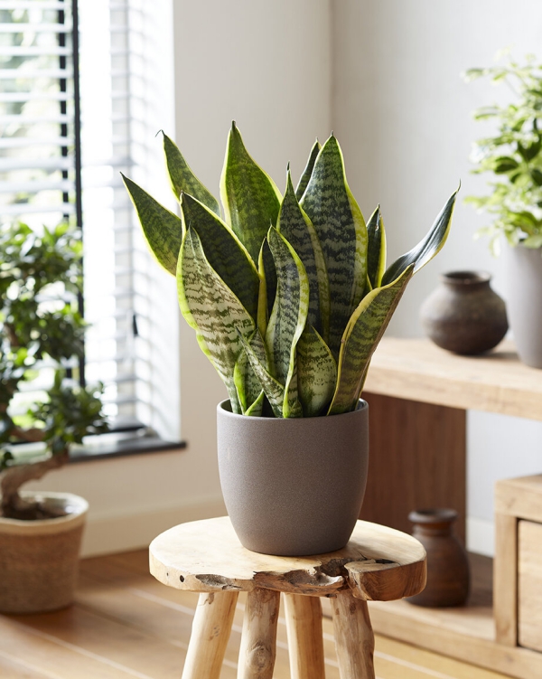 Entretien du chanvre Bow choisissez un endroit ensoleillé Entretien du chanvre et faits intéressants sur la plante d'intérieur à la mode sensevieria dans les meubles asiatiques modernes