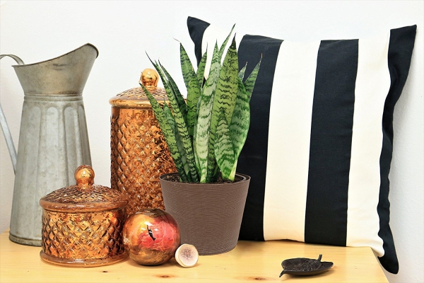 Bow chanvre Soins et faits sur l'arrangement tendance de sensevieria de plantes d'intérieur avec des décorations