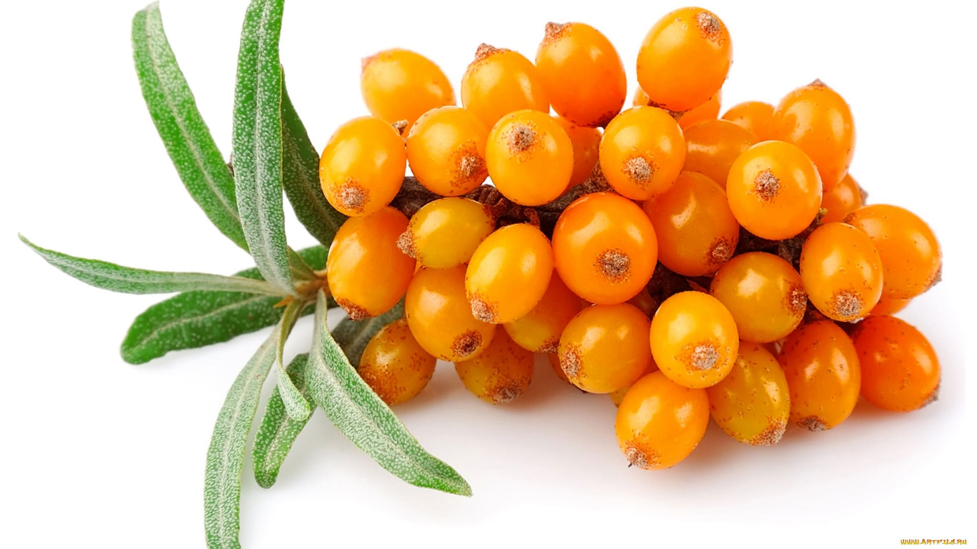 Морски зърнастец