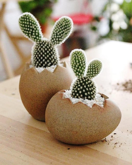 Les espèces de cactus les plus populaires pour l'intérieur Cactus à oreilles de lapin (Opuntia microdasys) pots d'oeufs de cactus de Pâques