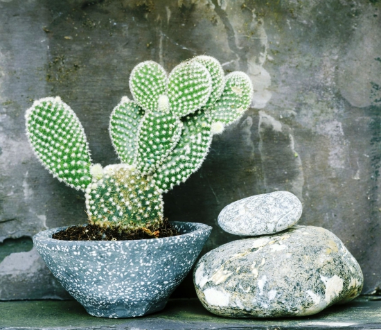 Les espèces de cactus les plus populaires pour l'intérieur Cactus à oreilles de lapin (Opuntia microdasys) bol en pot vintage