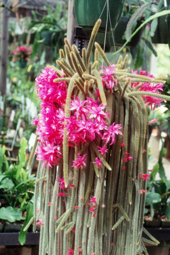 L'espèce de cactus la plus populaire pour le cactus fouet d'intérieur (Aporocactus flagelliformis) à longues fleurs roses