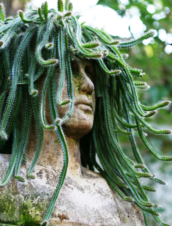 L'espèce de cactus la plus populaire pour le pot de tête de méduse de cactus fouet d'intérieur (Aporocactus flagelliformis)