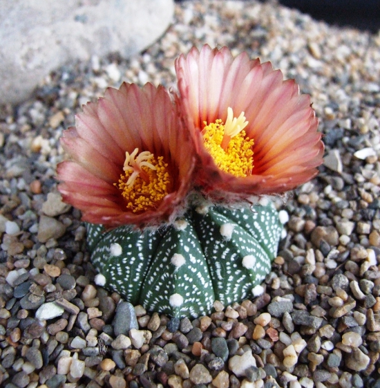 L'espèce de cactus la plus populaire pour l'intérieur cactus d'oursin (Astrophytum asterias) beige rose fleurs grandes