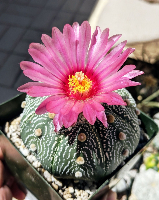 L'espèce de cactus la plus populaire pour l'intérieur cactus d'oursin (Astrophytum asterias) fleur rose piqûre lâche