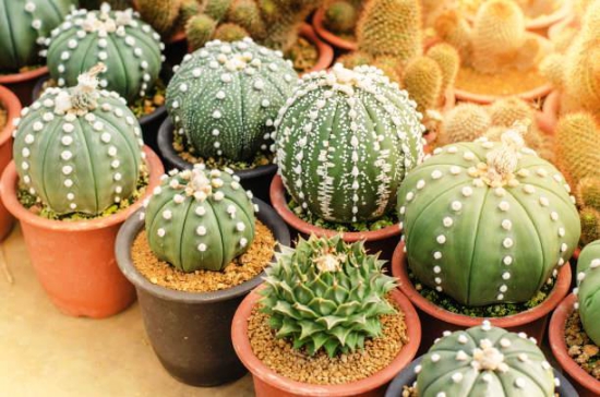 L'espèce de cactus la plus populaire pour le cactus d'oursin intérieur (Astrophytum asterias) différentes mutations