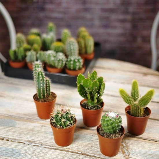 Les espèces de cactus les plus populaires pour l'intérieur de petits cactus pour chaque espace de vie