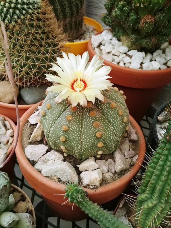 L'espèce de cactus la plus populaire pour les cailloux de fleurs blanches de cactus d'oursin d'intérieur (Astrophytum asterias)