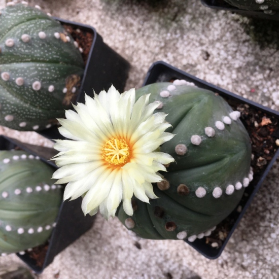 L'espèce de cactus la plus populaire pour l'intérieur cactus d'oursin (Astrophytum asterias) fleur blanche douce