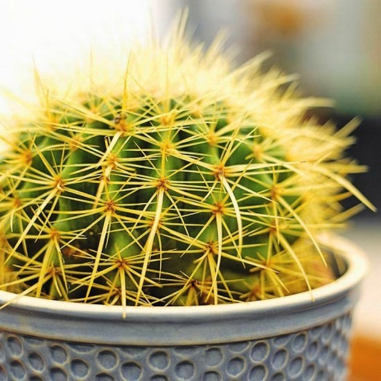 L'espèce de cactus la plus populaire pour la belle-mère d'intérieur (Echinocactus grusonii) cactus jolis mais piquants