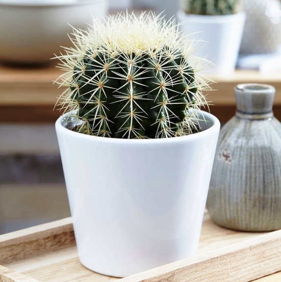 L'espèce de cactus la plus populaire pour l'intérieur belle-mère (Echinocactus grusonii) petit bébé en pot blanc