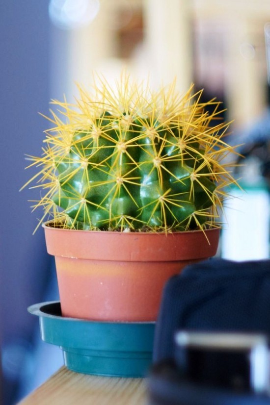 L'espèce de cactus la plus populaire pour la chaise de belle-mère d'intérieur (Echinocactus grusonii) décorations vivantes