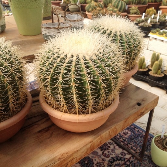 L'espèce de cactus la plus populaire pour la chaise de belle-mère d'intérieur (Echinocactus grusonii) énorme dans le pot peu profond