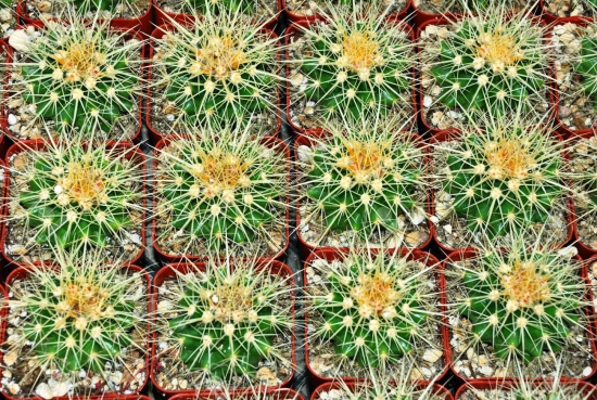 L'espèce de cactus la plus populaire pour la belle-mère de l'intérieur (Echinocactus grusonii) de nombreux petits cactus