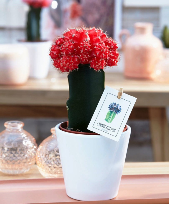 L'espèce de cactus la plus populaire pour l'intérieur Cactus fraise (Gymnocalycium mihanovichii) en coupe rouge