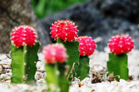 L'espèce de cactus la plus populaire pour l'intérieur Cactus fraise (Gymnocalycium mihanovichii) rouge en galets