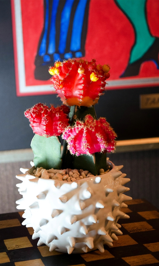 L'espèce de cactus la plus populaire pour l'intérieur cactus fraise (Gymnocalycium mihanovichii) pot piquant drôle