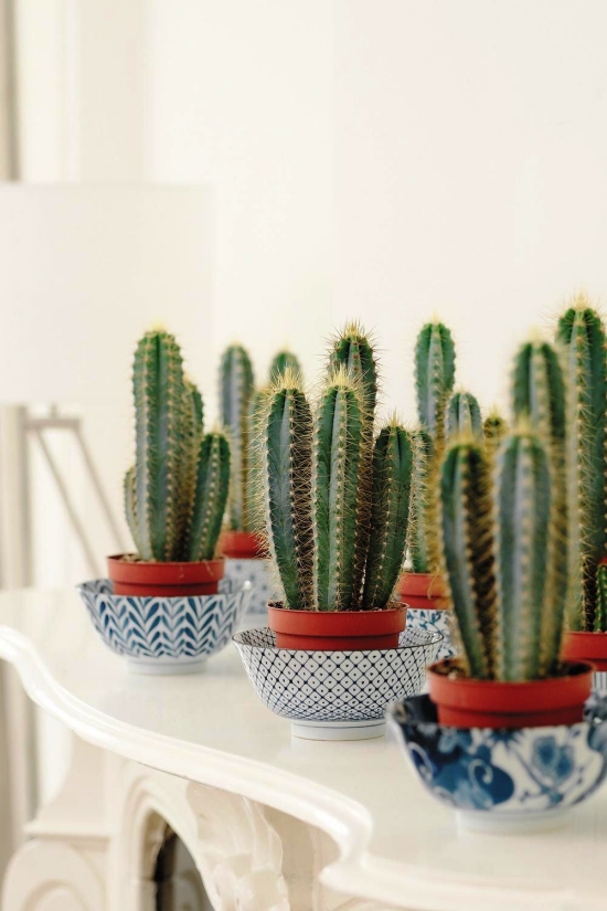 Les espèces de cactus les plus populaires pour les cactus d'intérieur dans de beaux pots bleus