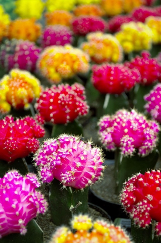 Les espèces de cactus les plus populaires pour l'intérieur Cactus fraise (Gymnocalycium mihanovichii) coloré et joli jardin
