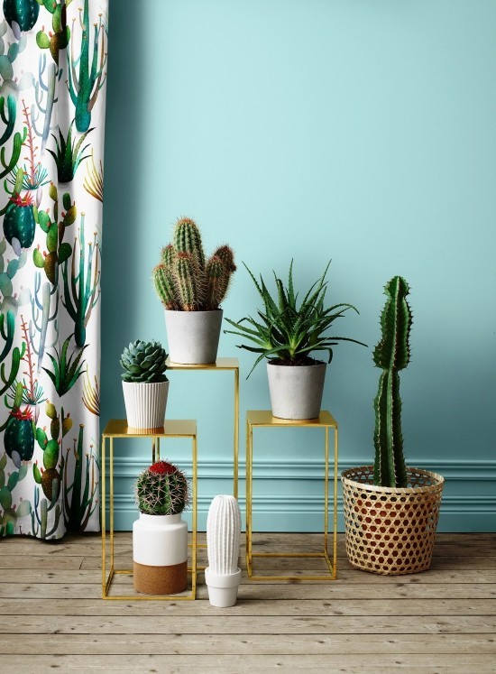 Les espèces de cactus les plus populaires pour les cactus d'intérieur pour le salon grands et petits