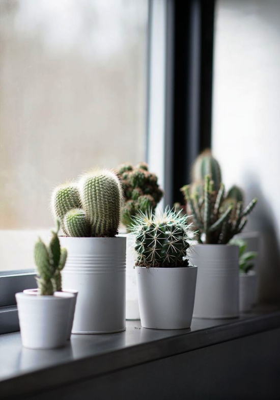 Les espèces de cactus les plus populaires pour les cactus d'intérieur différents sur la fenêtre