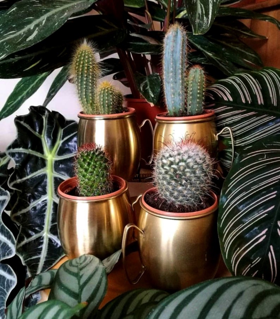 Les espèces de cactus les plus populaires pour l'intérieur différents pots de tasses d'or de cactus