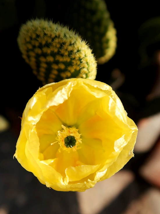 L'espèce de cactus la plus populaire pour l'intérieur Cactus à oreilles de lapin (Opuntia microdasys) belles fleurs jaunes