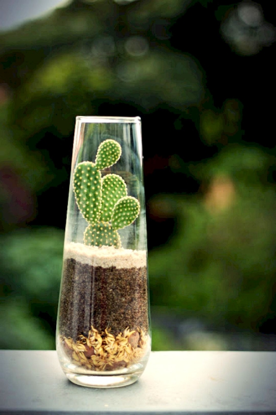 Les espèces de cactus les plus populaires pour l'intérieur Cactus à oreilles de lapin (Opuntia microdasys) cactus dans un vase en verre