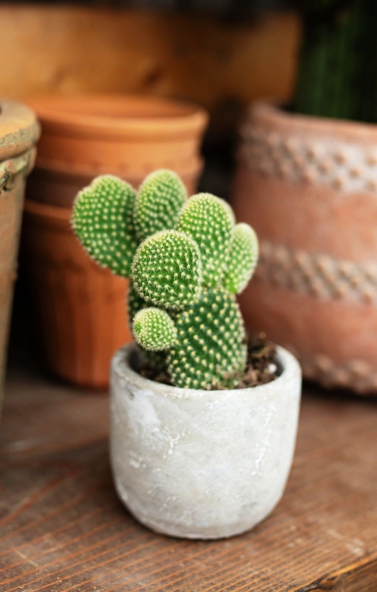 L'espèce de cactus la plus populaire pour l'intérieur Cactus à oreilles de lapin (Opuntia microdasys) petit cactus en pot blanc