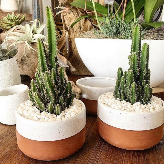 Les espèces de cactus les plus populaires pour l'intérieur des pots peints avec des cailloux de cactus