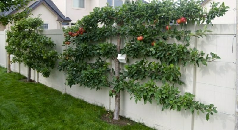 Kiosztási kert gyakorlati ötletek espalier gyümölcs termesztéséhez Kis kert tervezése espalier gyümölcs termesztésére