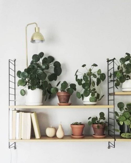 pilea polc deco