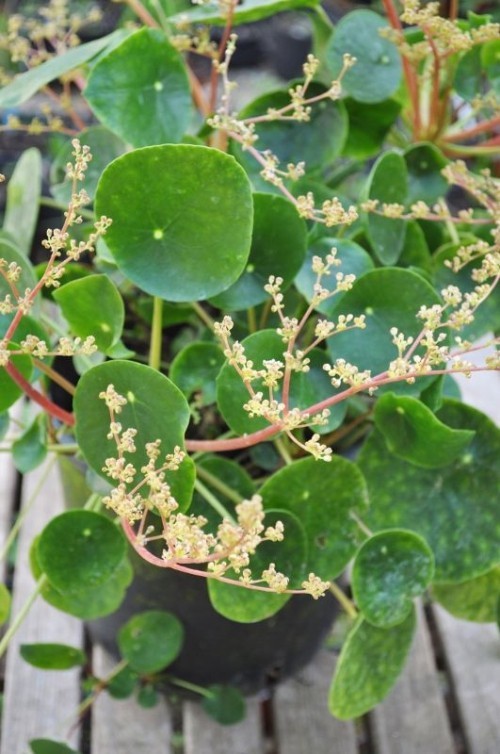 Pilea virágok