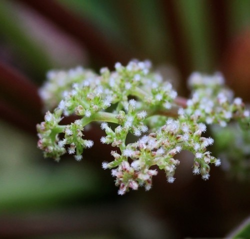 Pilea virág közelről