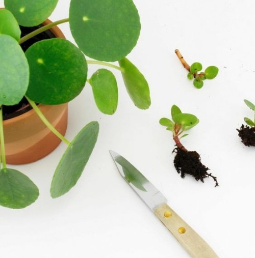 Vágja le a pilea dugványokat