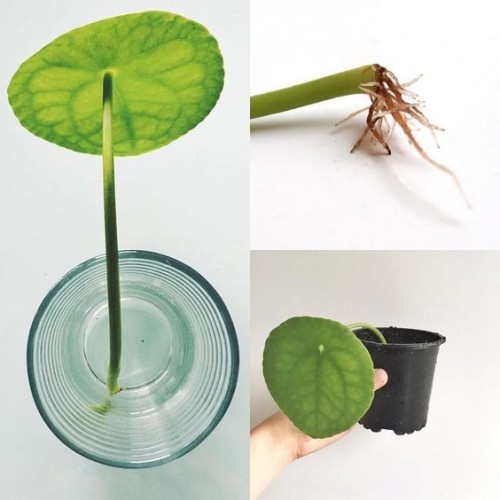 Pilea terjedése