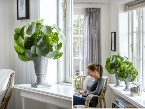 pilea mint váza