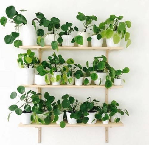 pilea sok polc