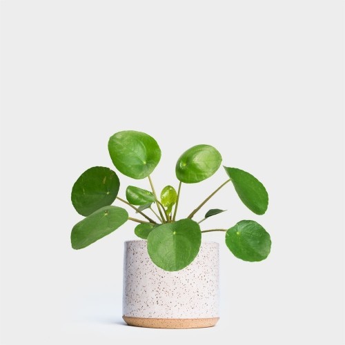 Pilea kicsi fehér