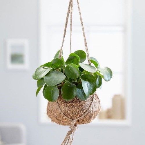 Pilea kókusz