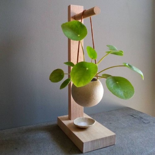 pilea lóg