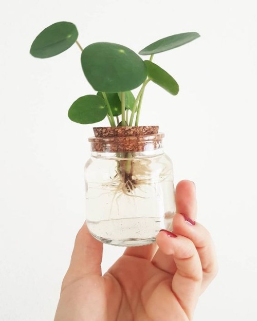 Pilea első gyökerei